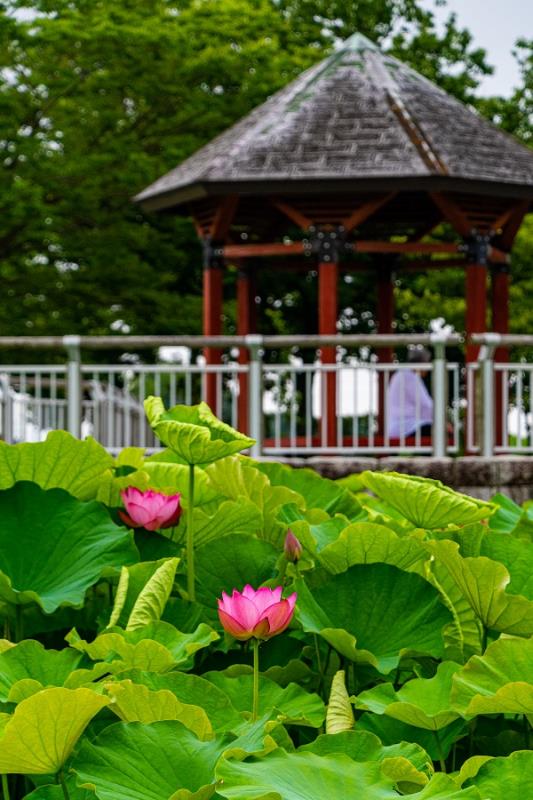 平成の森公園 蓮